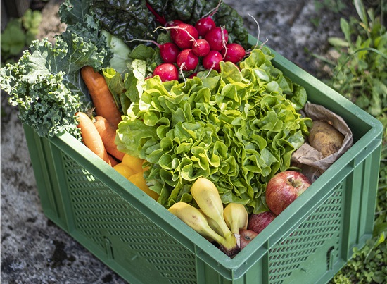 Abokiste Biogemüse und Obst